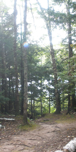 the trail opens to the lake