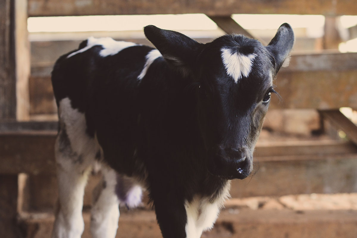 calf
