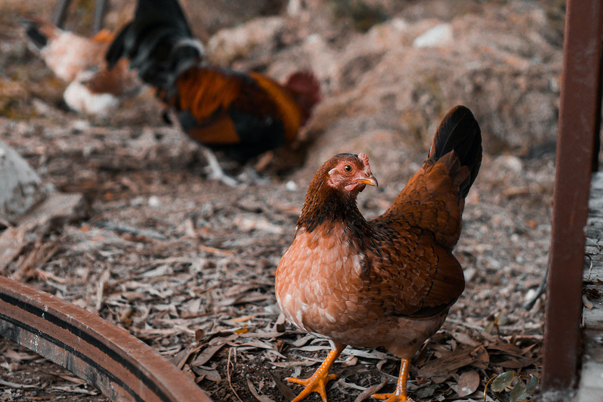 chickens