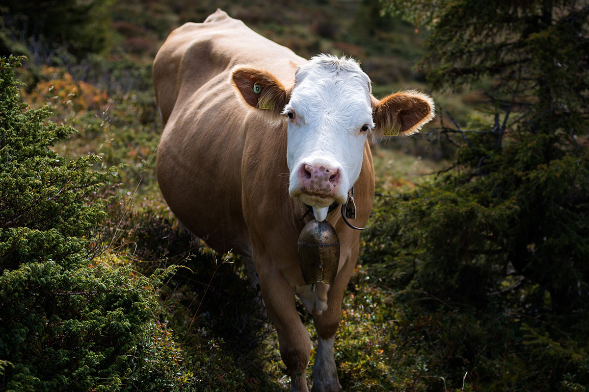 a cow