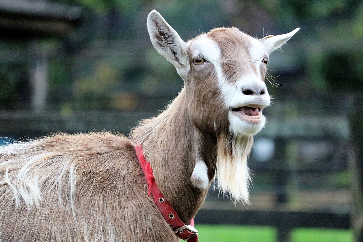 a goat