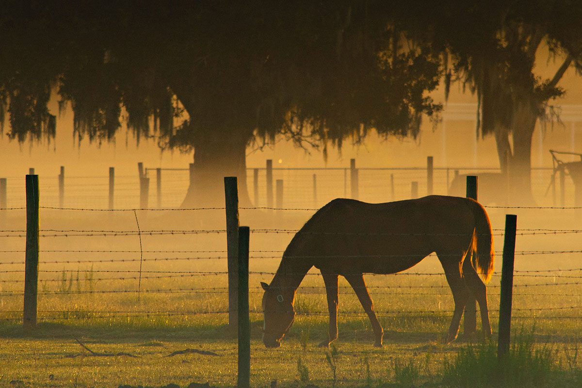 a horse
