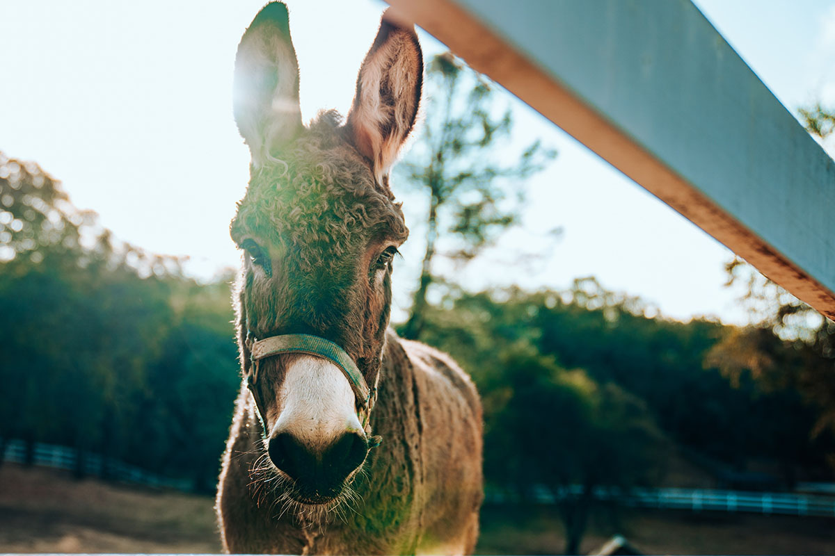 mule