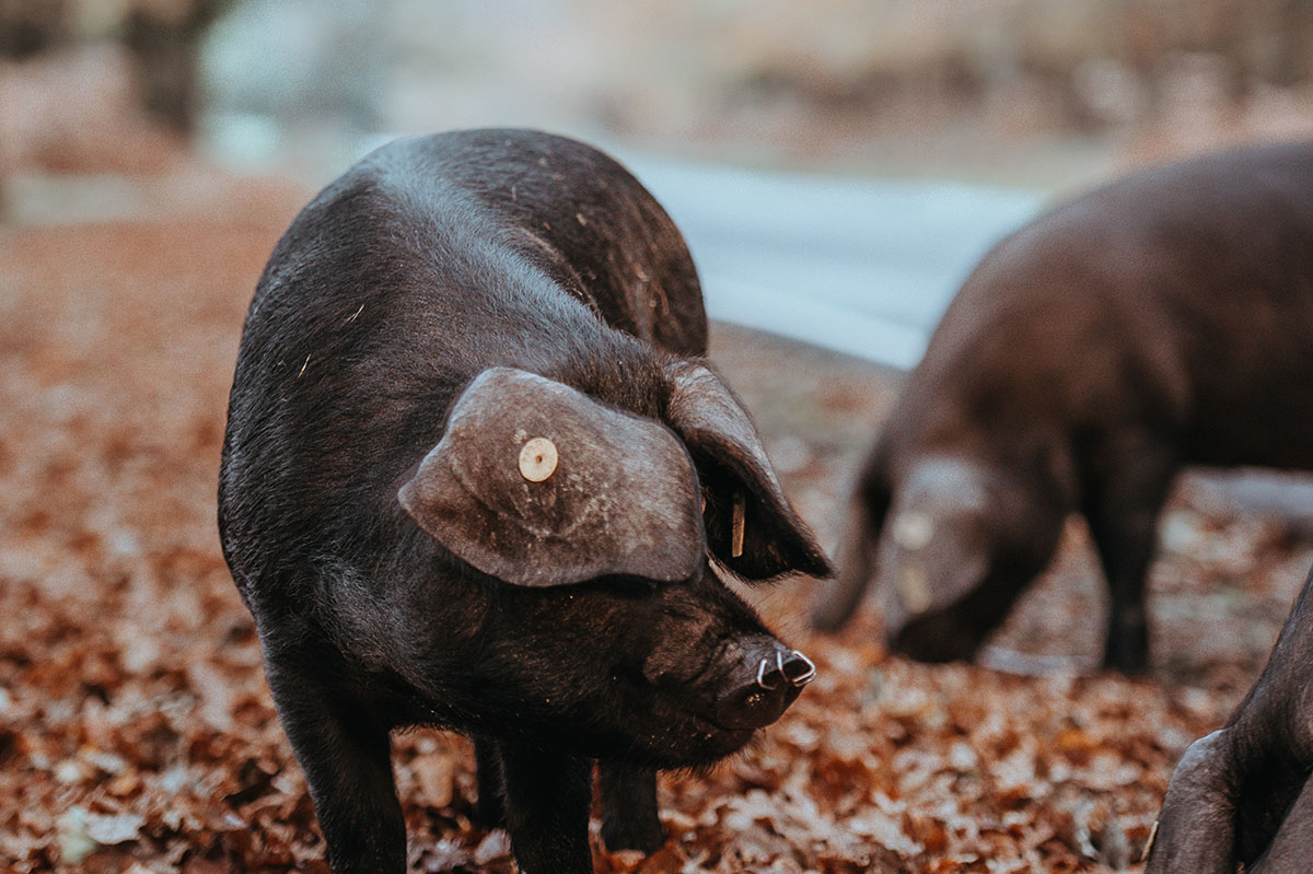 pigs