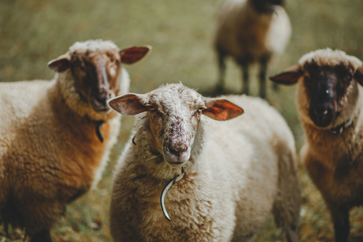 sheep