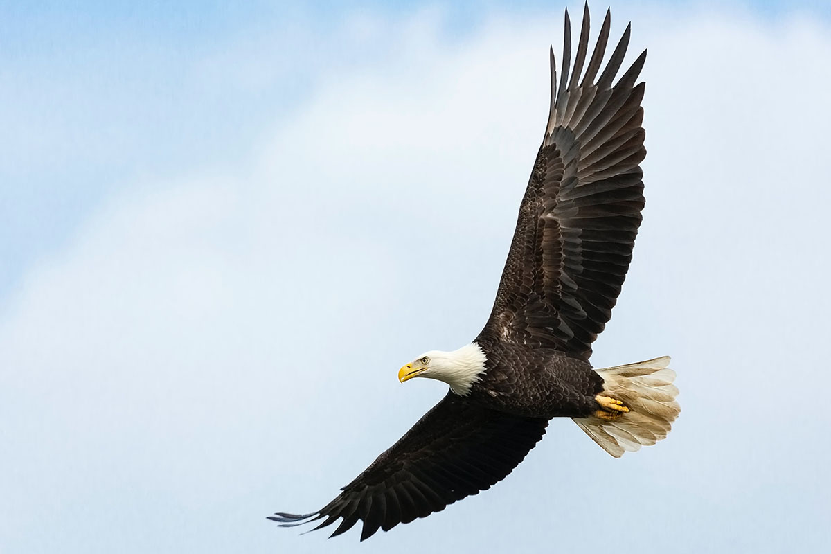 bald eagle
