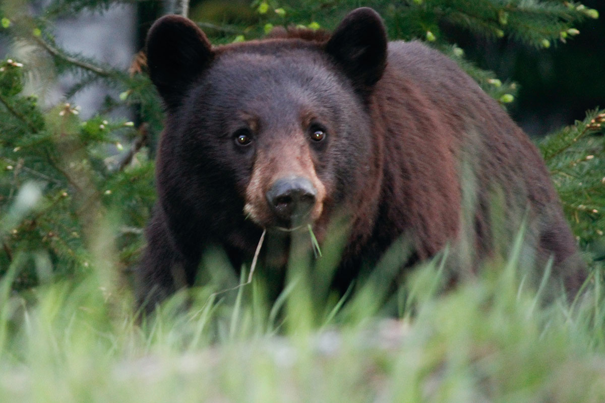 black bear