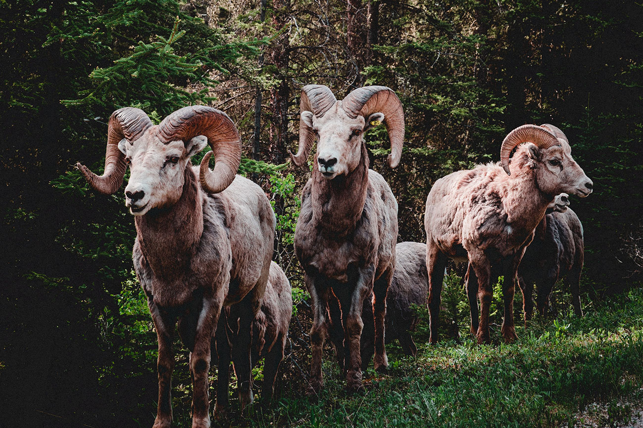 bighorn sheep
