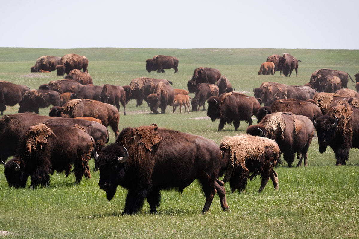 bison