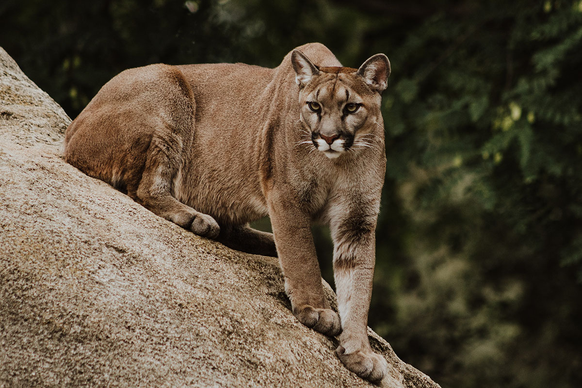 cougar