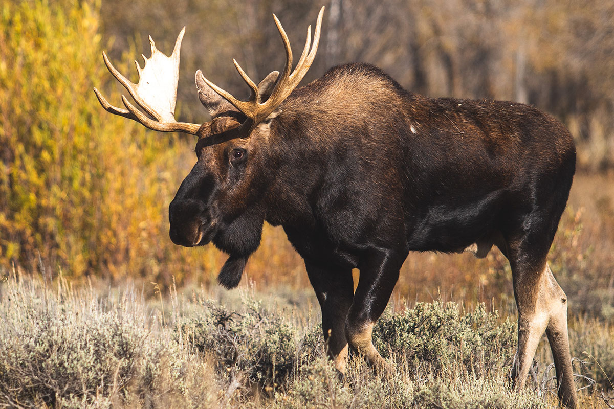 moose