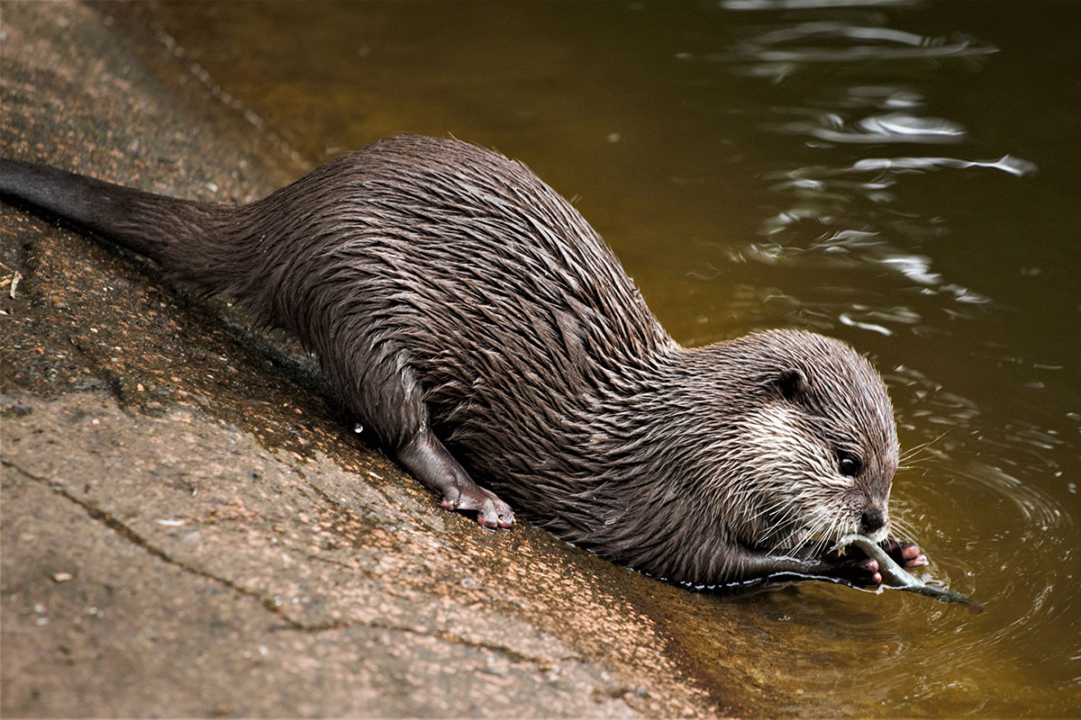 otter