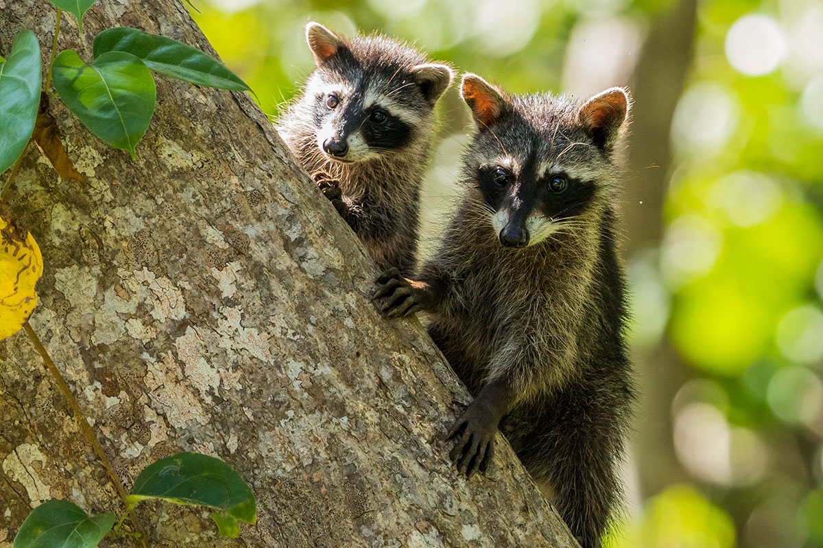 raccoons
