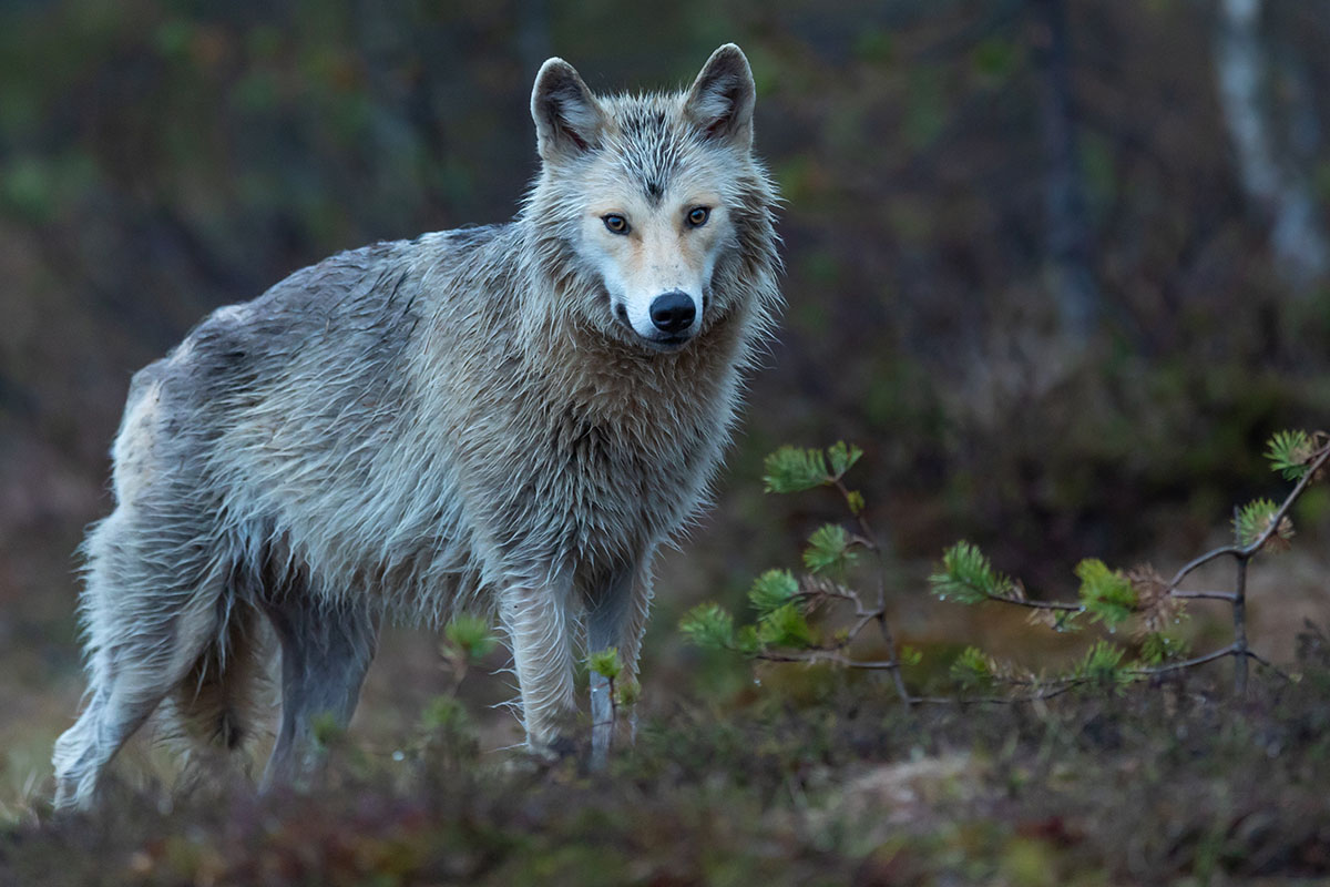 timber wolf