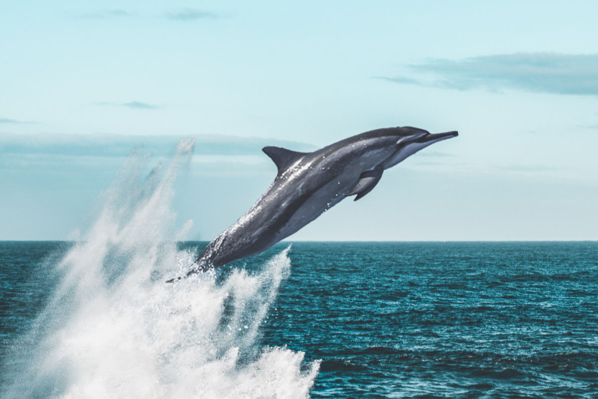 dolphin