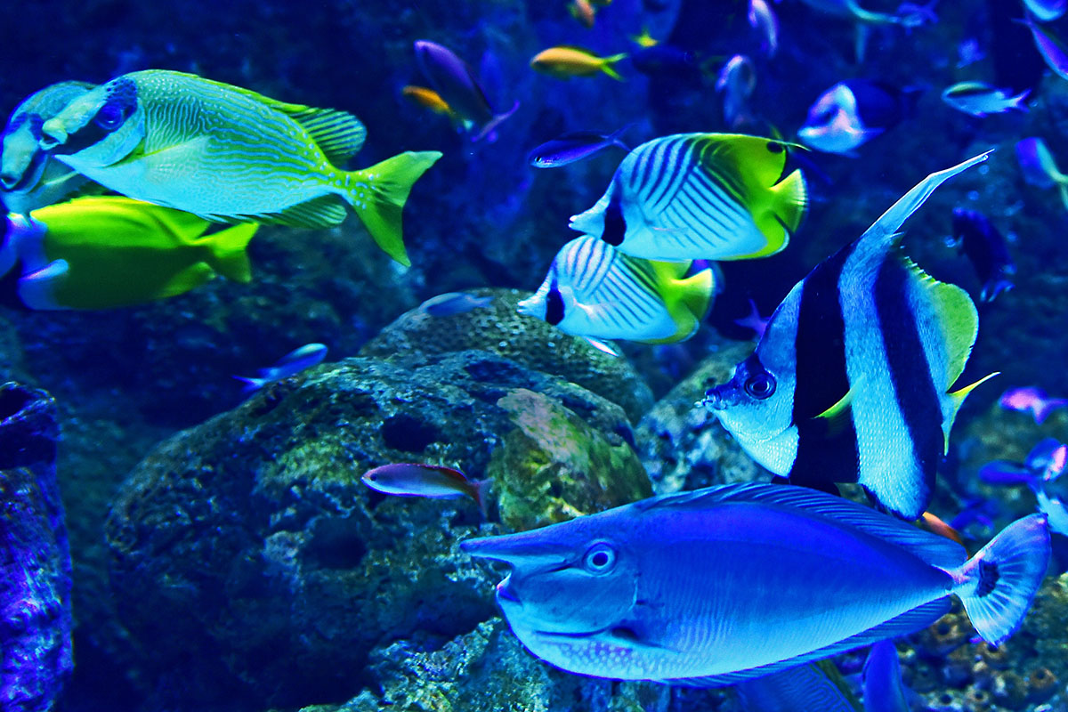 fish