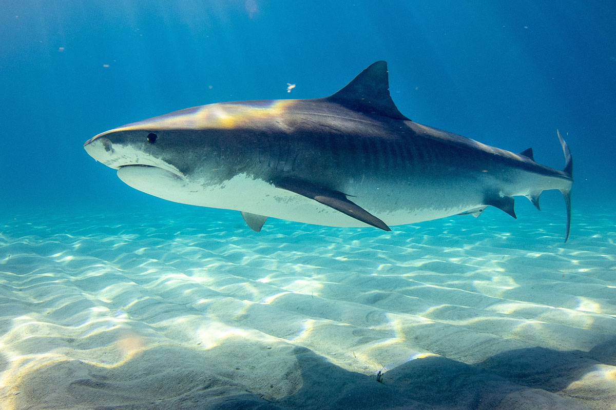 great white shark
