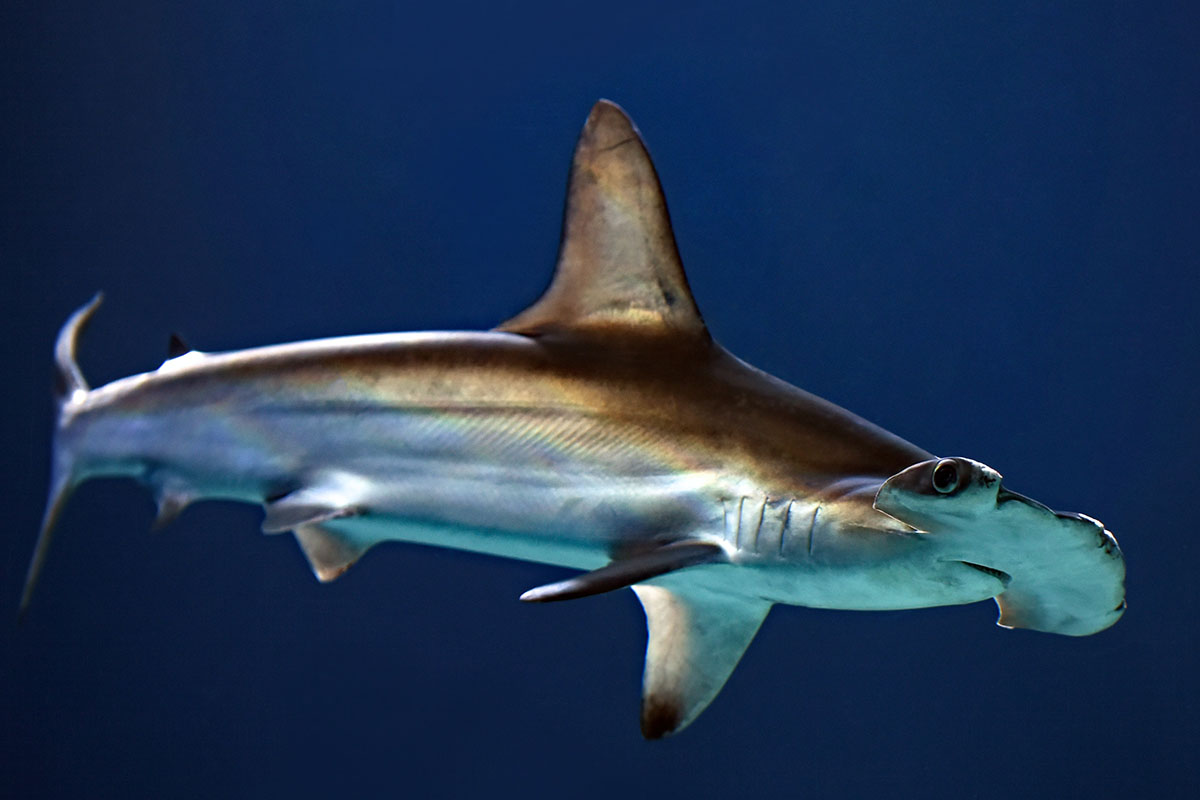 hammerhead shark