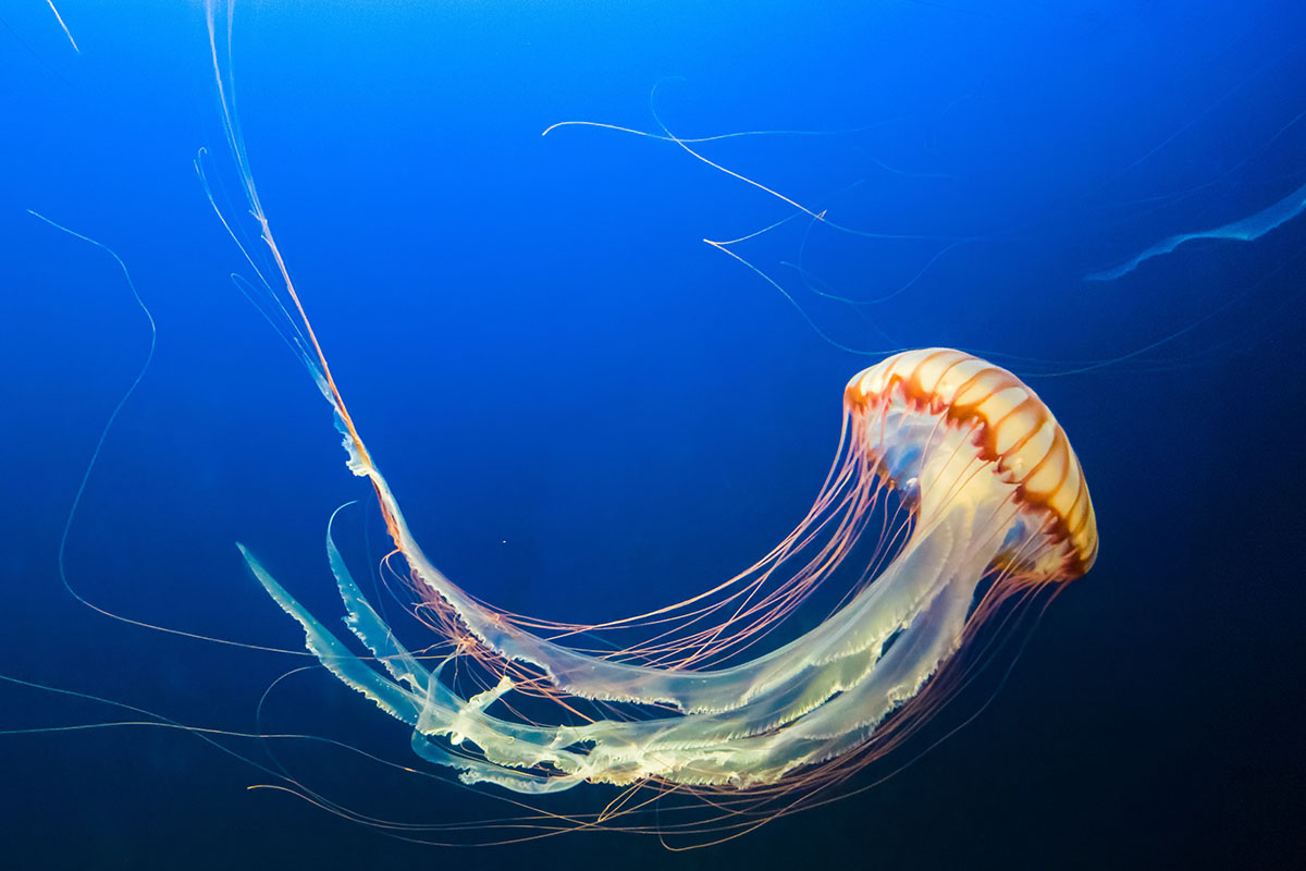 jellyfish