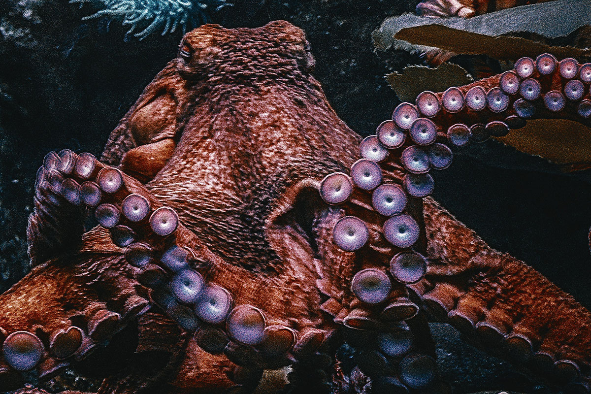 octopus
