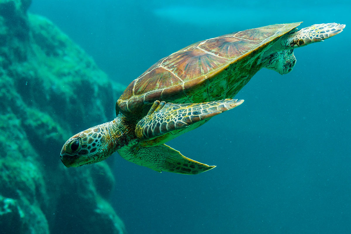 turtle
