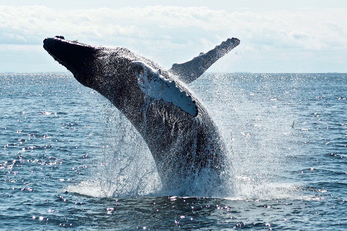 whale