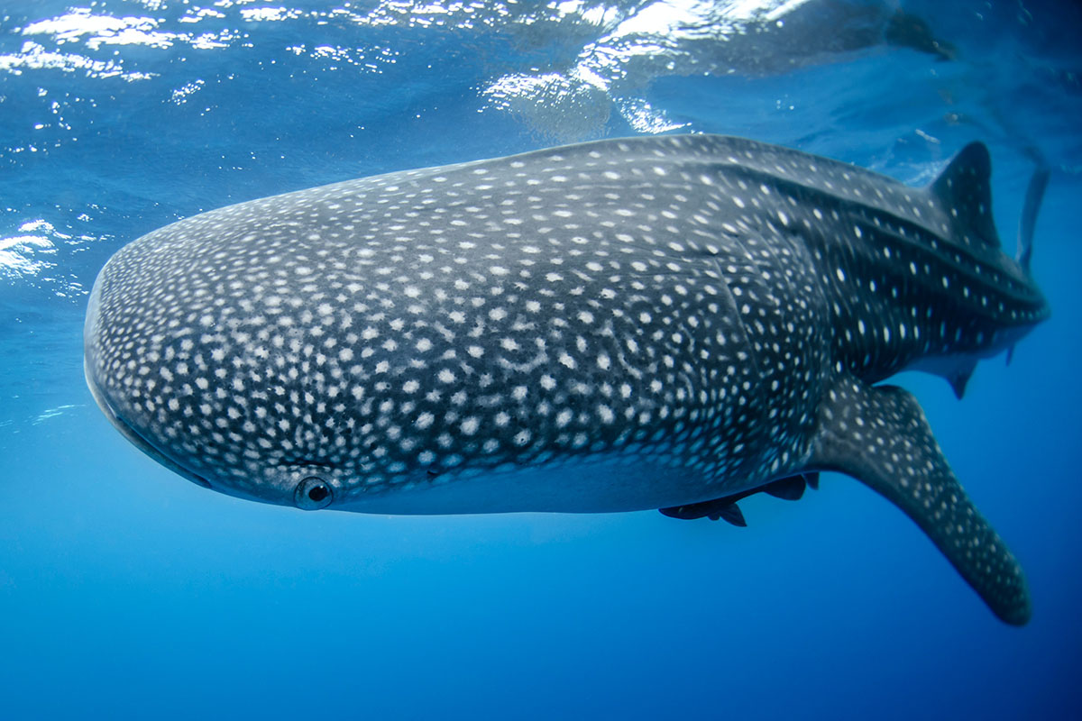 whale shark