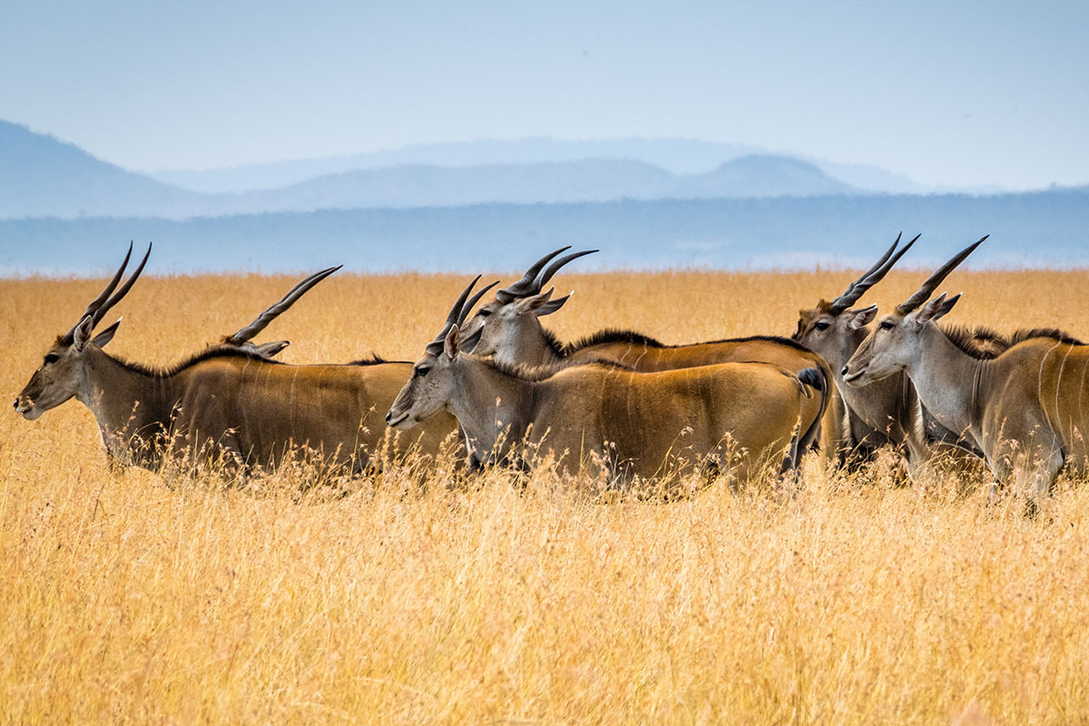 antelope