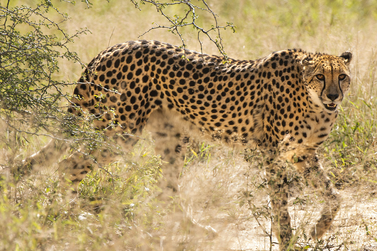 cheetah