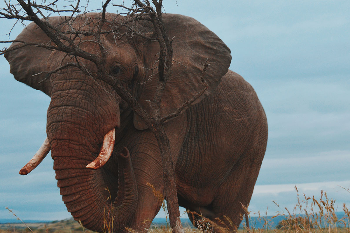 elephant