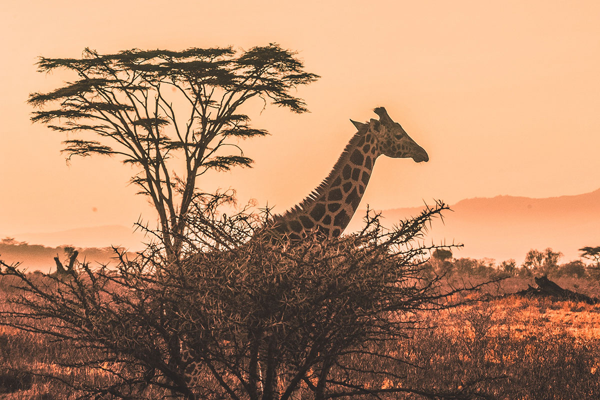 giraffe