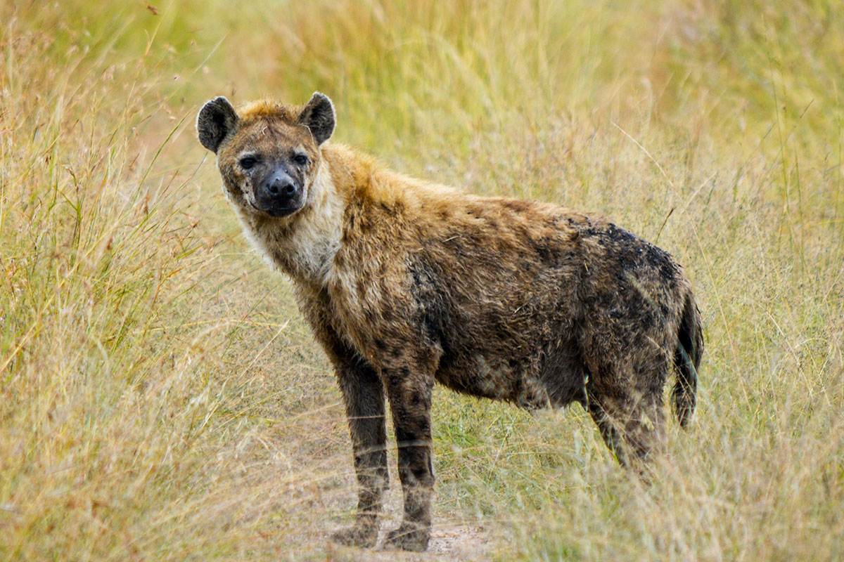 hyena