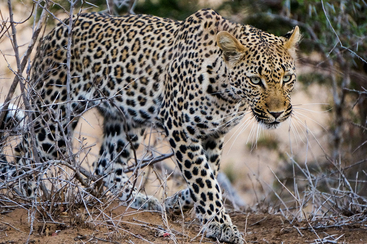 leopard