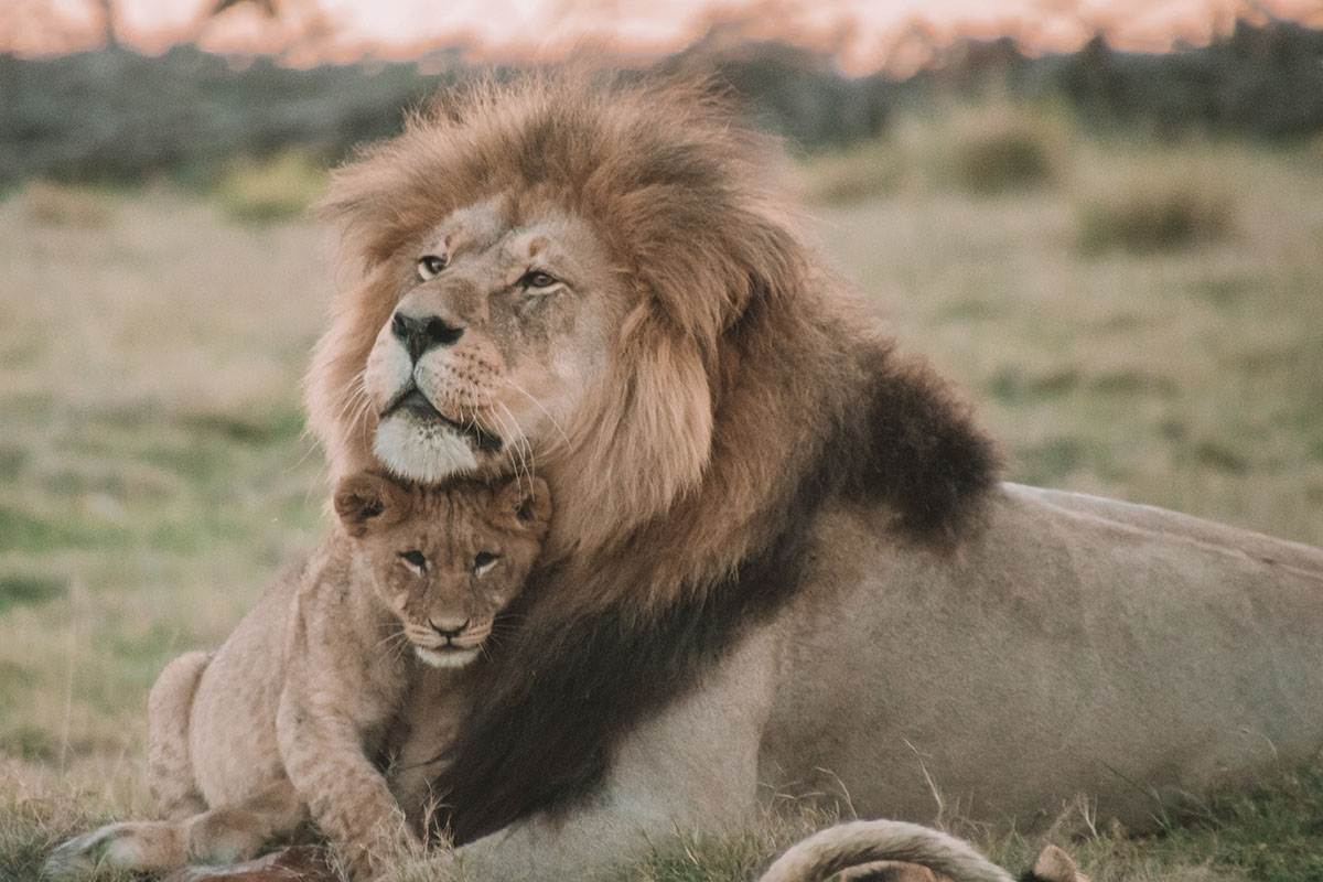 lion