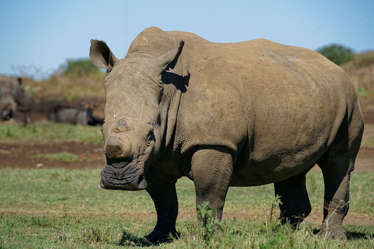 rhino
