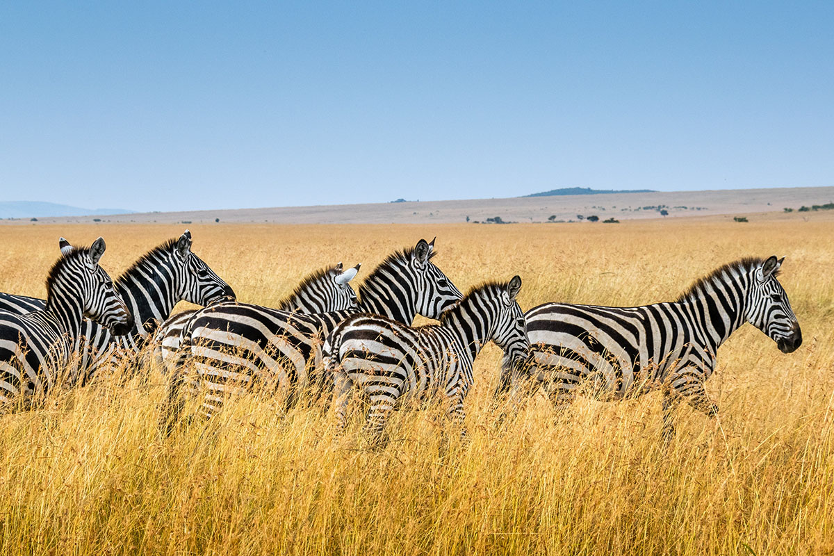 zebras